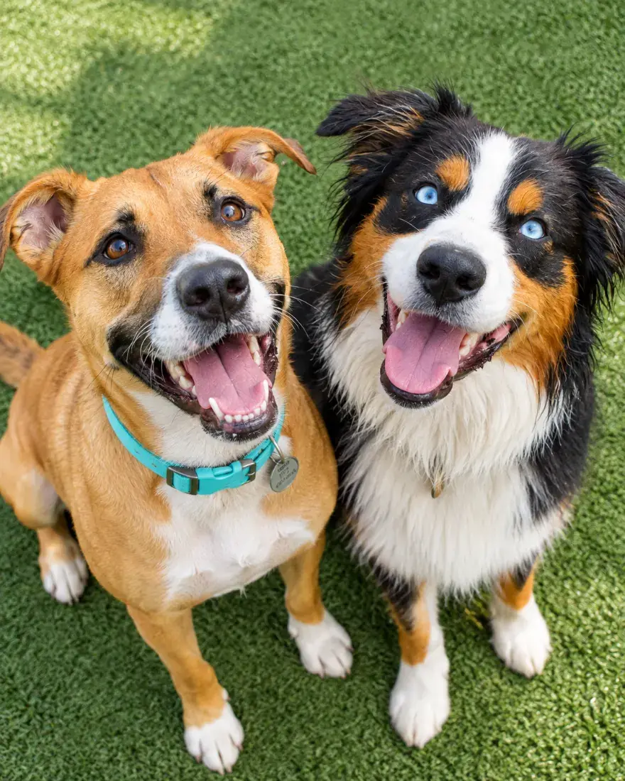 Two happy dogs smiling at the camera on the grass at Doggieville MTL, Montreal