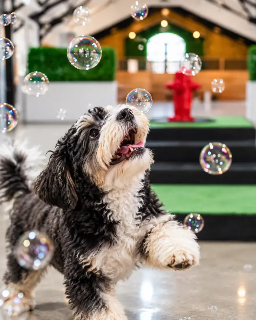Chiots qui chassent des bulles dans la maternelle intérieure pour chiots de la Garderie DV, garderie pour chien à Montréal
