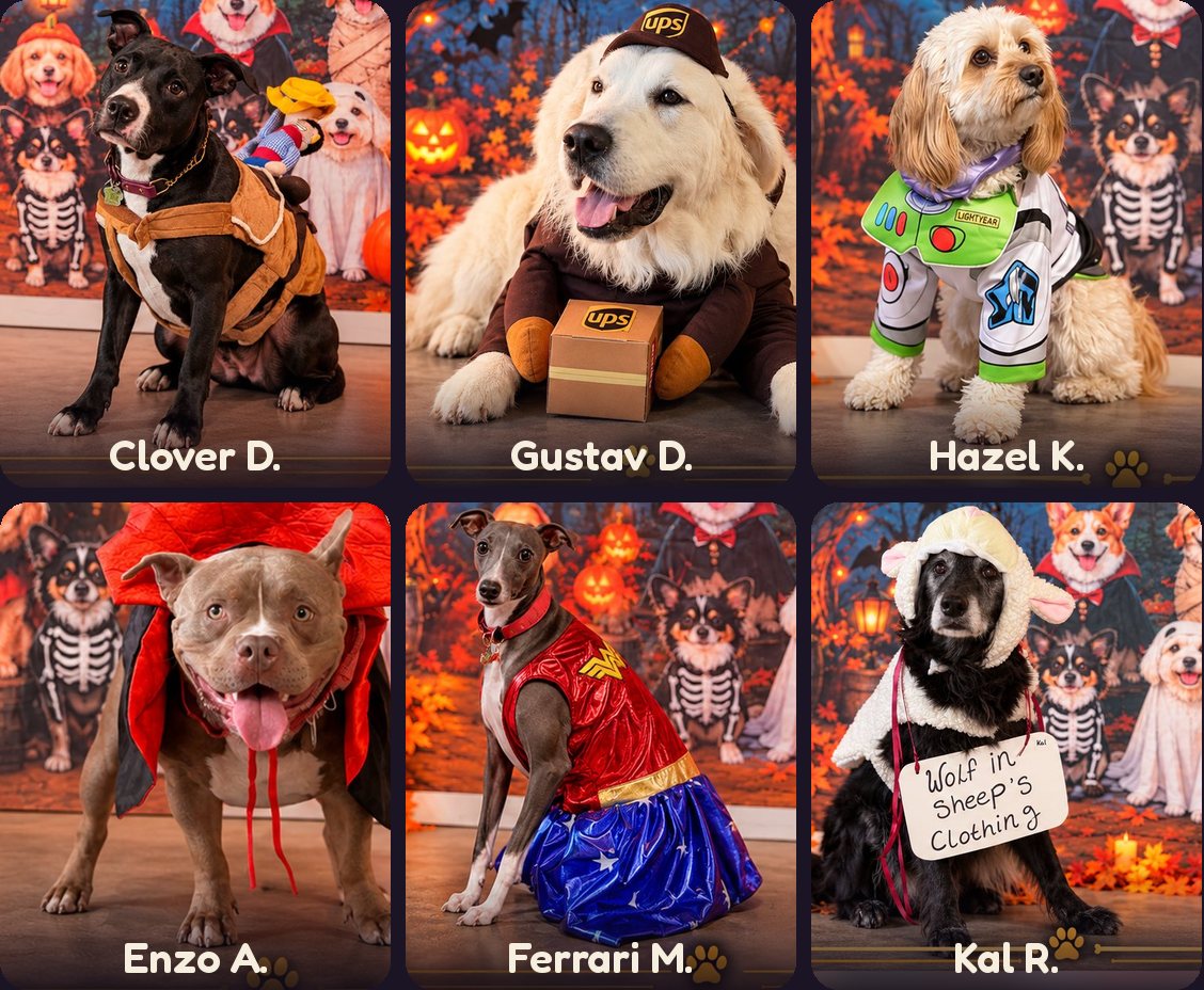 Dogs in their costumes at Doggieville MTL’s Spooktacular Pawrty