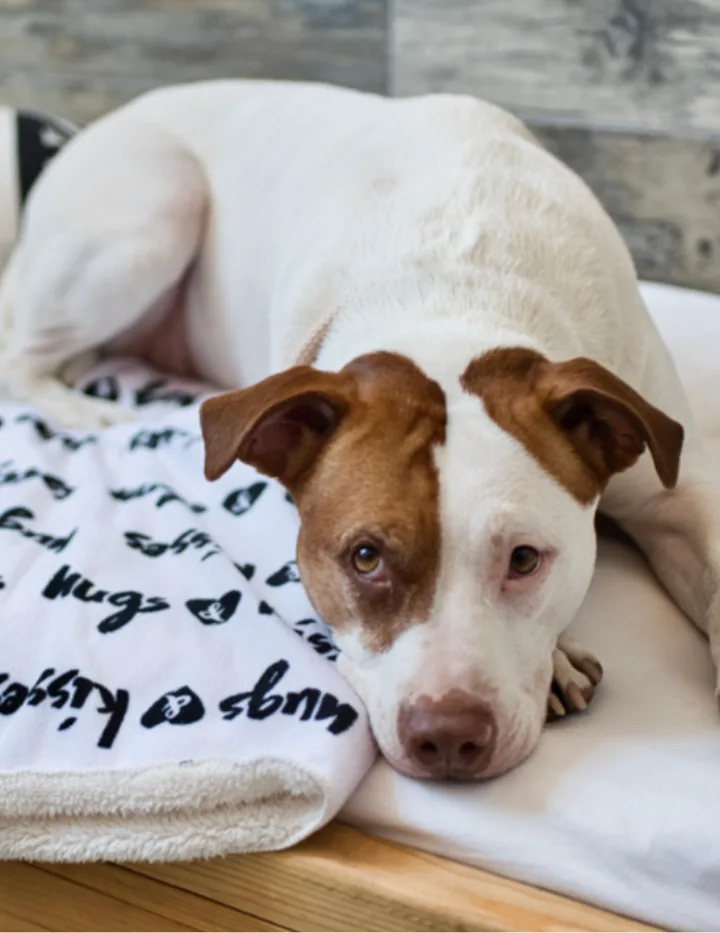 Chien qui se repose sur un lit dans une suite de Doggieville MTL