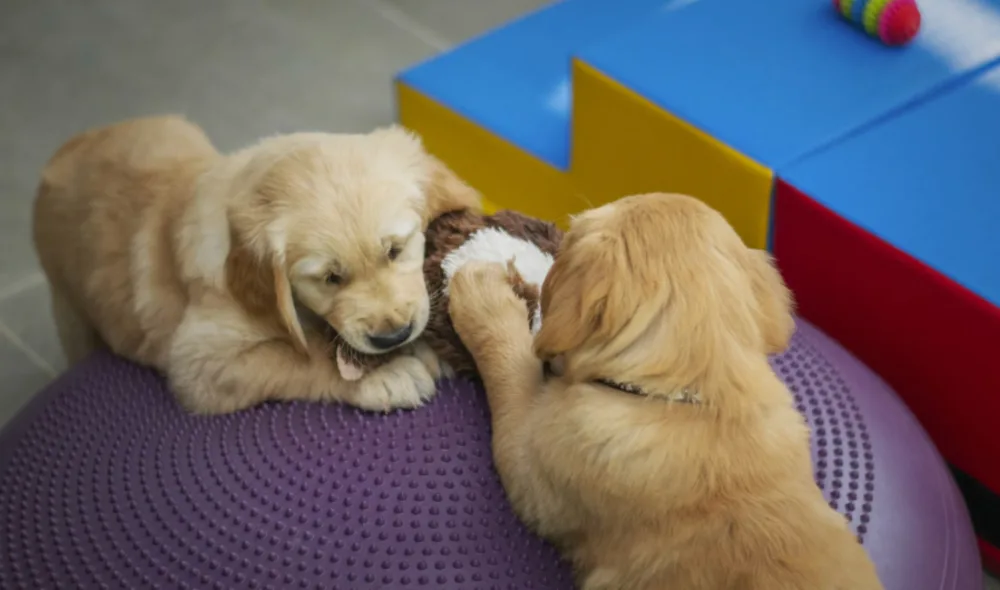 Two golden retriever puppies playing in the DV Playcare puppy area