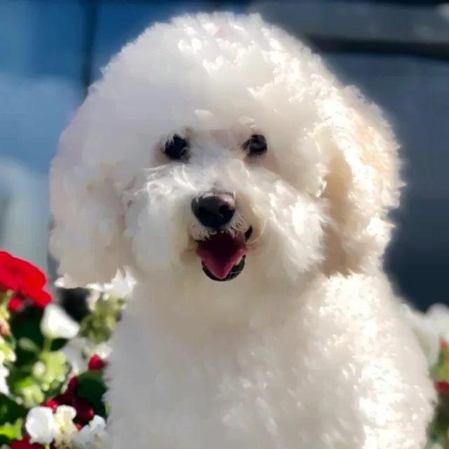 Chloé, the Poodle-Bichon Chloe’s Spaw is named after, smiling among flowers