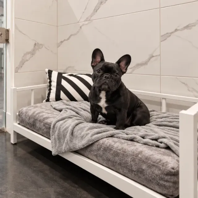 French bulldog resting in a Condominium suite at Sam’s Lodge