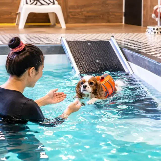 Dog owner swimming with her Cavalier at the Yoda’s Splash pool ramp