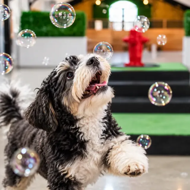 Puppy chasing bubbles in the DV Playcare indoor puppy area