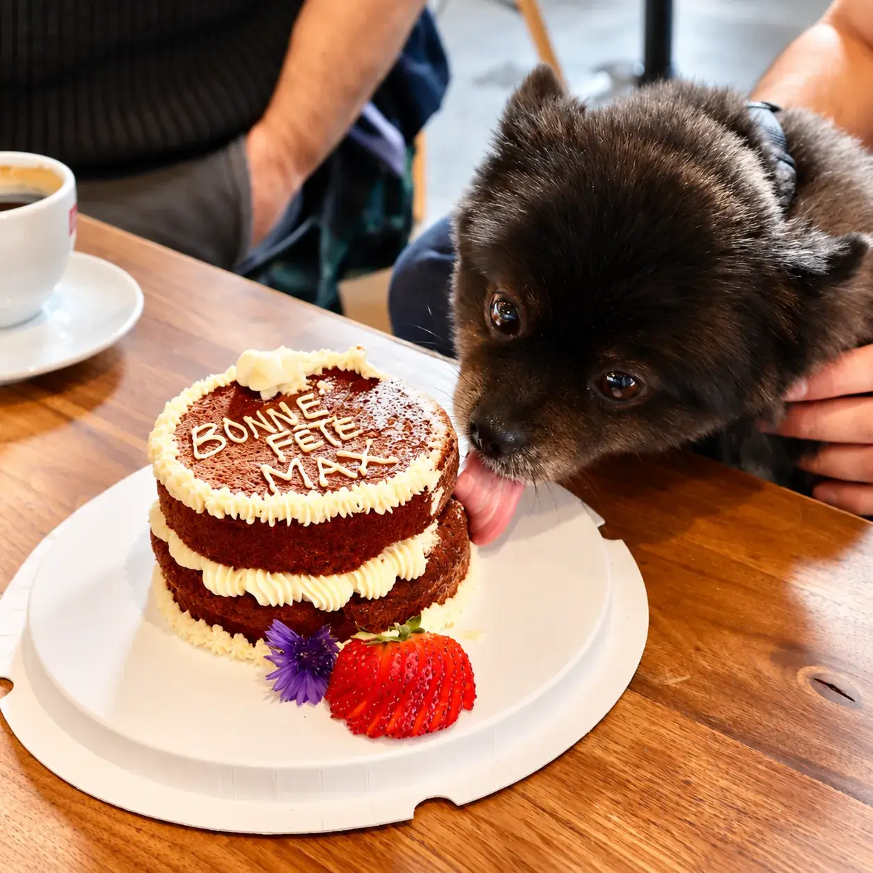 Petit chien qui lèche un gâteau « Bonne fête Max » au Ruby Café MTL, Montréal