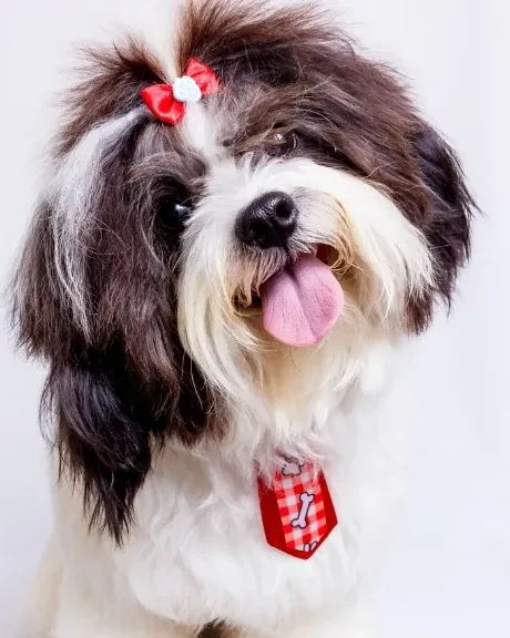 Shih Tzu with a red bow after a full grooming at Chloe’s Spaw