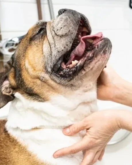 Bouledogue dans le bain pour un bain express au Spa Chloé à Montréal