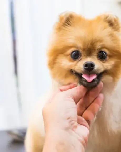 Pomeranian getting a face trim from a groomer at Chloe’s Spaw, Montreal