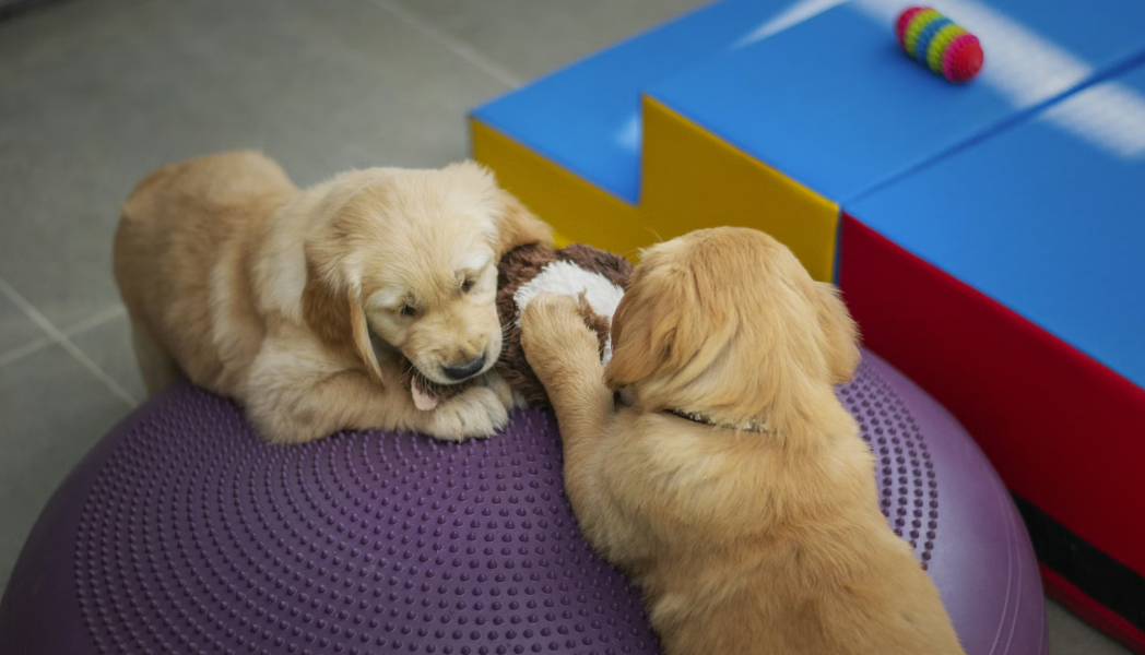 puppies playing at Doggieville MTL indoor dog daycare in Montreal